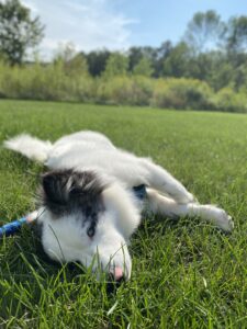 dog rolling in grass