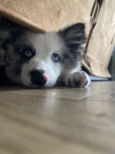 puppy under a bed