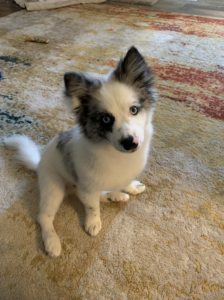 puppy on carpet